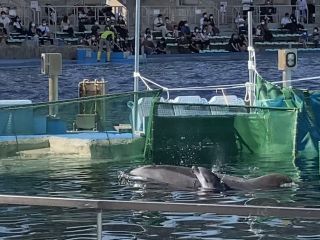 「zerolyst」さんからの投稿写真＠名古屋港水族館