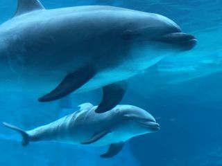 「zerolyst」さんからの投稿写真＠名古屋港水族館