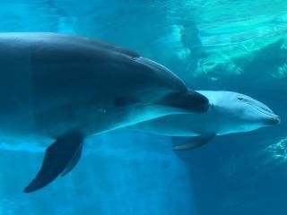 「zerolyst」さんからの投稿写真＠名古屋港水族館