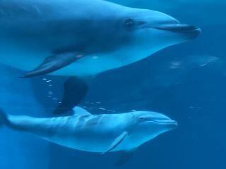 「zerolyst」さんからの投稿写真＠名古屋港水族館