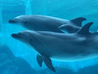 「zerolyst」さんからの投稿写真＠名古屋港水族館