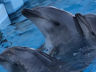 「zerolyst」さんからの投稿写真＠名古屋港水族館