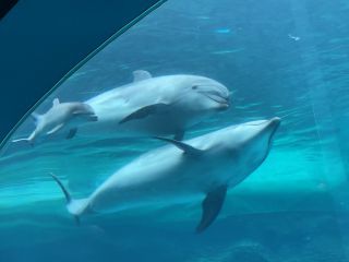 「zerolyst」さんからの投稿写真＠名古屋港水族館