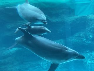 「zerolyst」さんからの投稿写真＠名古屋港水族館