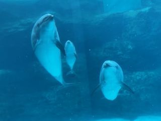 「zerolyst」さんからの投稿写真＠名古屋港水族館