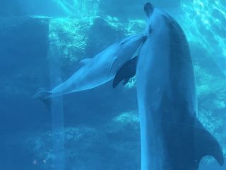 「zerolyst」さんからの投稿写真＠名古屋港水族館