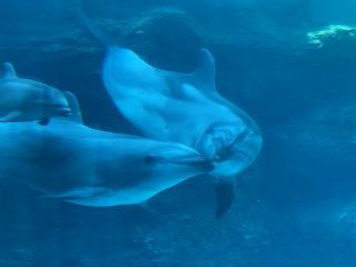 「zerolyst」さんからの投稿写真＠名古屋港水族館