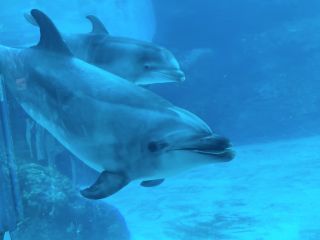 「zerolyst」さんからの投稿写真＠名古屋港水族館