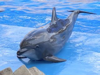 「zerolyst」さんからの投稿写真＠名古屋港水族館