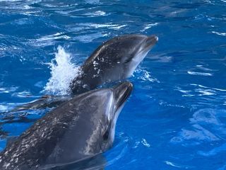 「zerolyst」さんからの投稿写真＠名古屋港水族館