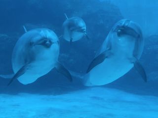 「zerolyst」さんからの投稿写真＠名古屋港水族館