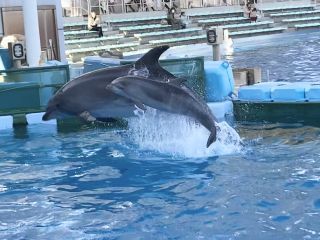 「zerolyst」さんからの投稿写真＠名古屋港水族館