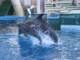 「zerolyst」さんからの投稿写真＠名古屋港水族館