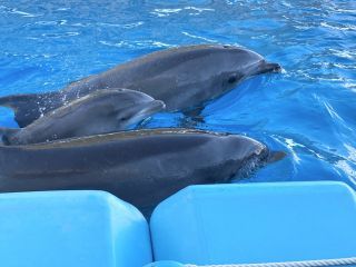 「zerolyst」さんからの投稿写真＠名古屋港水族館