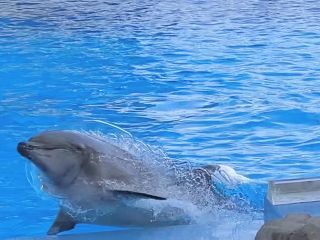 「zerolyst」さんからの投稿写真＠名古屋港水族館