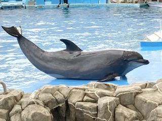 「zerolyst」さんからの投稿写真＠名古屋港水族館