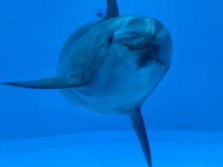 「zerolyst」さんからの投稿写真＠名古屋港水族館