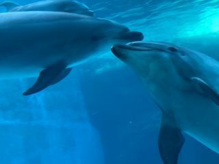 「zerolyst」さんからの投稿写真＠名古屋港水族館