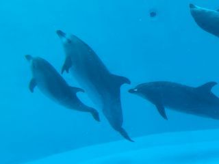 「zerolyst」さんからの投稿写真＠名古屋港水族館