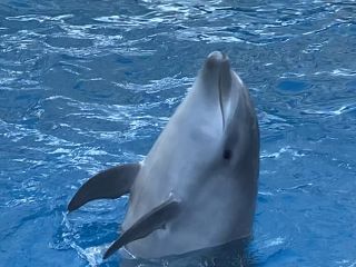 「zerolyst」さんからの投稿写真＠名古屋港水族館