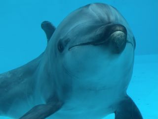 「zerolyst」さんからの投稿写真＠名古屋港水族館