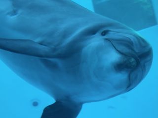 「zerolyst」さんからの投稿写真＠名古屋港水族館