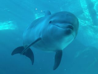 「zerolyst」さんからの投稿写真＠名古屋港水族館