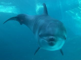 「zerolyst」さんからの投稿写真＠名古屋港水族館