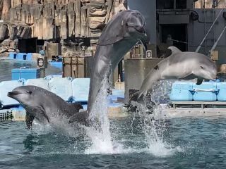 「zerolyst」さんからの投稿写真＠名古屋港水族館