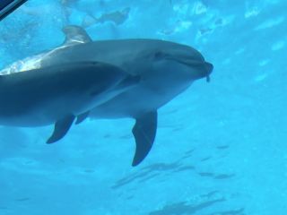 「zerolyst」さんからの投稿写真＠名古屋港水族館