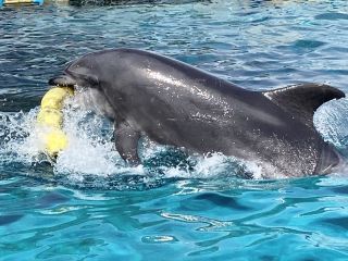 「zerolyst」さんからの投稿写真＠名古屋港水族館