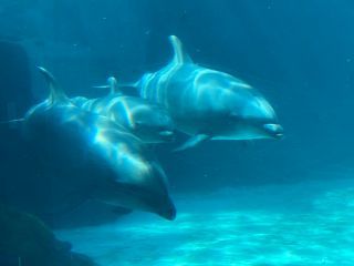 「zerolyst」さんからの投稿写真＠名古屋港水族館