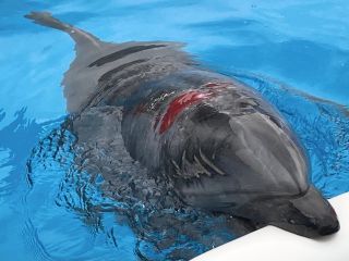 「zerolyst」さんからの投稿写真＠名古屋港水族館