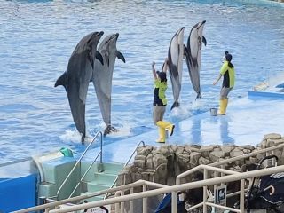 「zerolyst」さんからの投稿写真＠名古屋港水族館