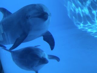 「zerolyst」さんからの投稿写真＠名古屋港水族館