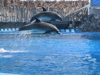 「zerolyst」さんからの投稿写真＠名古屋港水族館