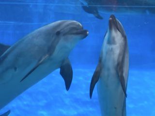 「zerolyst」さんからの投稿写真＠名古屋港水族館