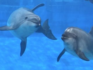 「zerolyst」さんからの投稿写真＠名古屋港水族館