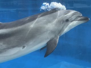 「zerolyst」さんからの投稿写真＠名古屋港水族館