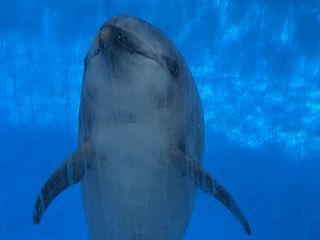 「zerolyst」さんからの投稿写真＠名古屋港水族館
