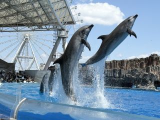 「zerolyst」さんからの投稿写真＠名古屋港水族館