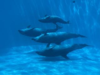 「zerolyst」さんからの投稿写真＠名古屋港水族館