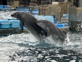 「zerolyst」さんからの投稿写真＠名古屋港水族館