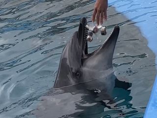 「zerolyst」さんからの投稿写真＠名古屋港水族館