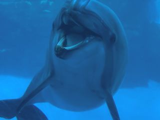 「zerolyst」さんからの投稿写真＠名古屋港水族館