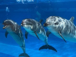 「zerolyst」さんからの投稿写真＠名古屋港水族館