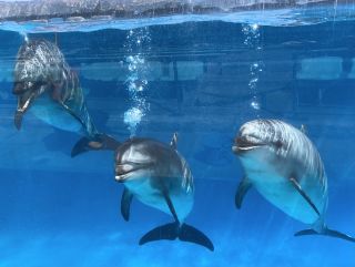 「zerolyst」さんからの投稿写真＠名古屋港水族館