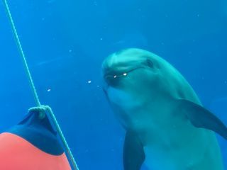 「zerolyst」さんからの投稿写真＠名古屋港水族館