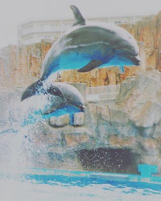 「ひめほたる」さんからの投稿写真＠名古屋港水族館