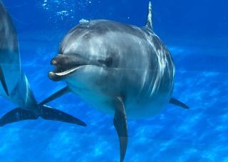 「zerolyst」さんからの投稿写真＠名古屋港水族館